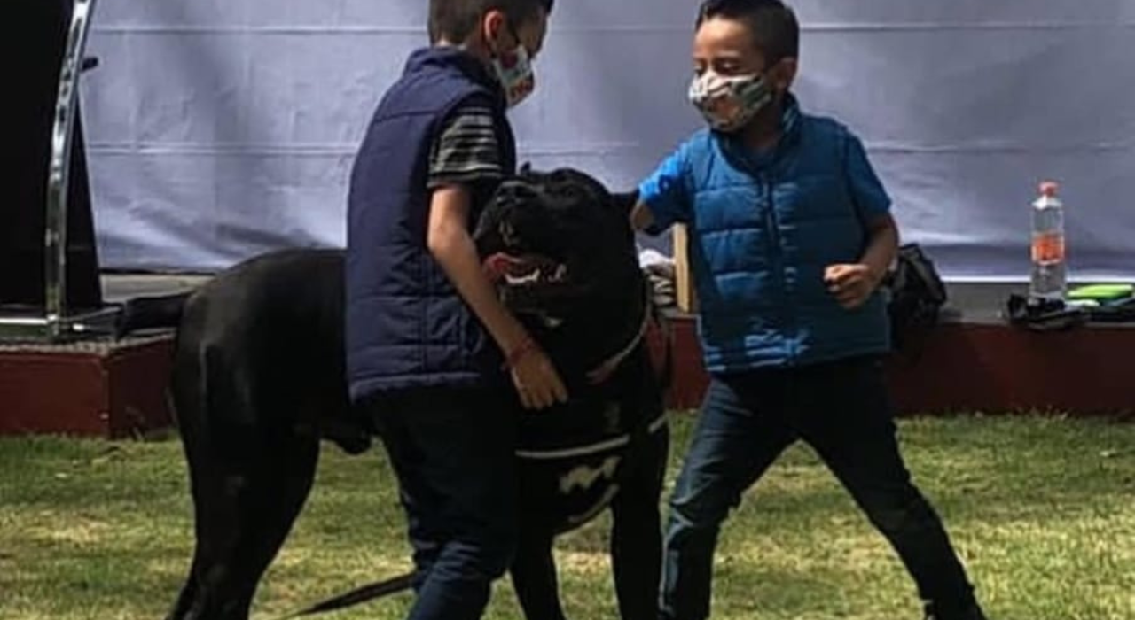 Terapias Educativas Asistidas con Animales (EAA)